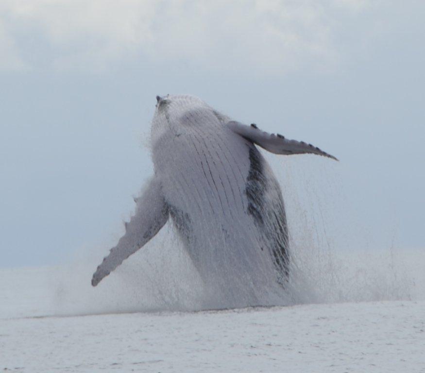 Visitantes de varios países del mundo vienen a Panamá a disfrutar del espectáculo que cada año ofrecen las ballenas en sus aguas | Foto:  Whale Watching Panamá 