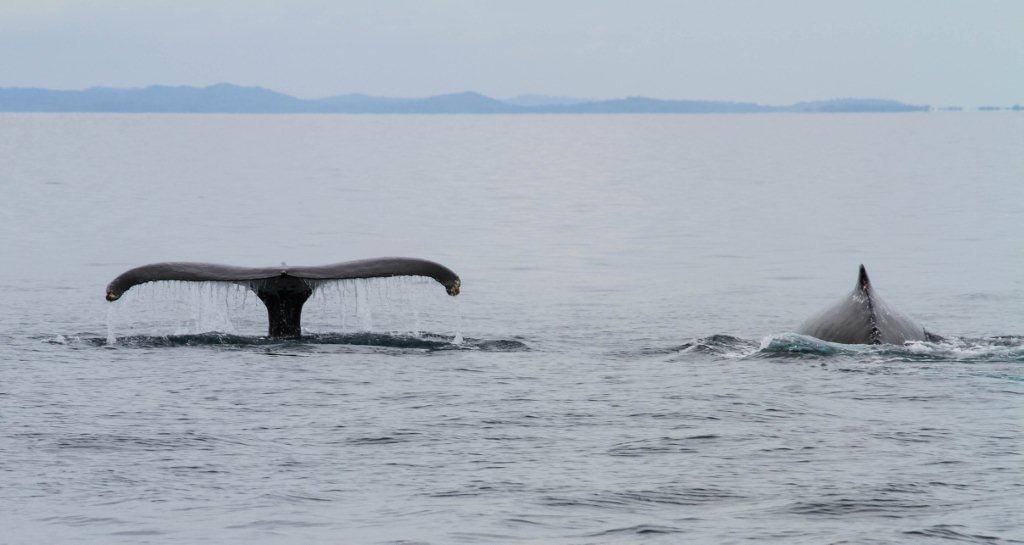 Todos los visitantes tienen suerte de ver, aunque sea de lejos, a los enormes mamíferos | Fotos: Whale Watching Panamá