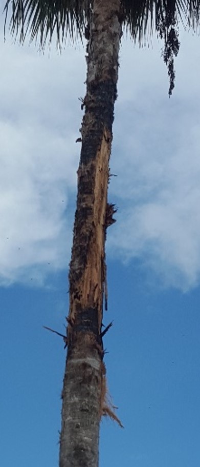 La enorme palma tuvo que ser removida, pues después de ser impactada por el rayo, su tronco resultó quemado y con riesgo de derrumbarse. 