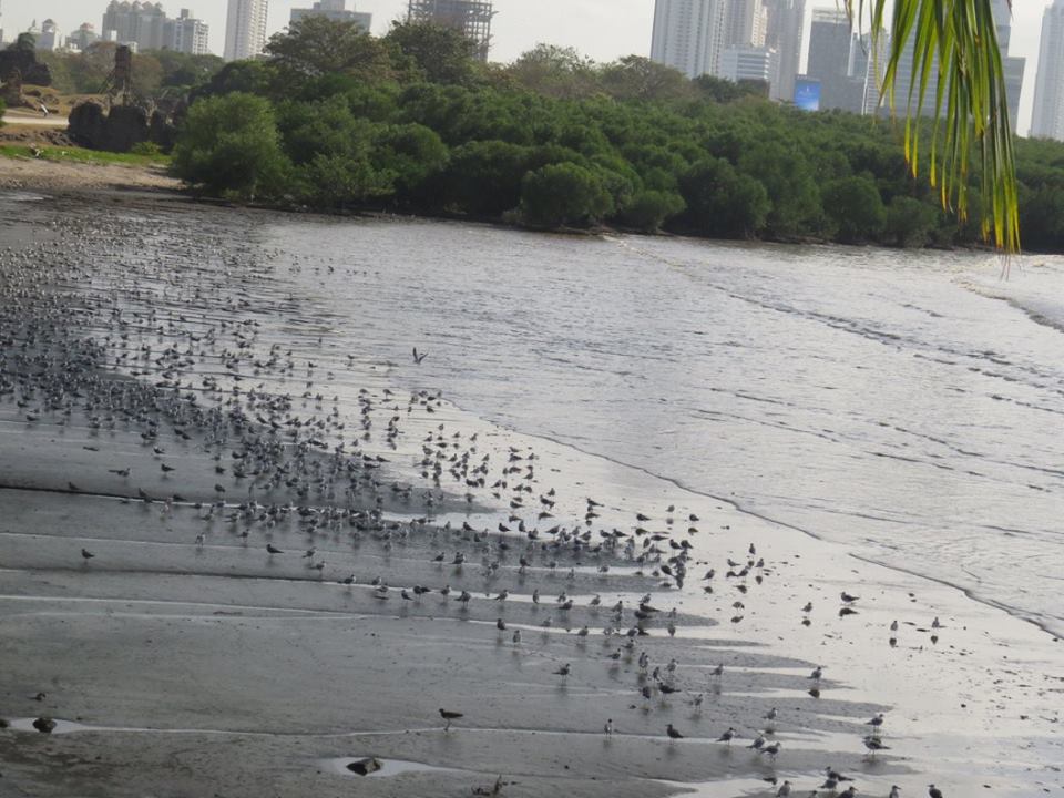 La playa de Costa del Este es uno de los lugares privilegiados para recibir a estos plumíferos | Foto: Audubon Panamá