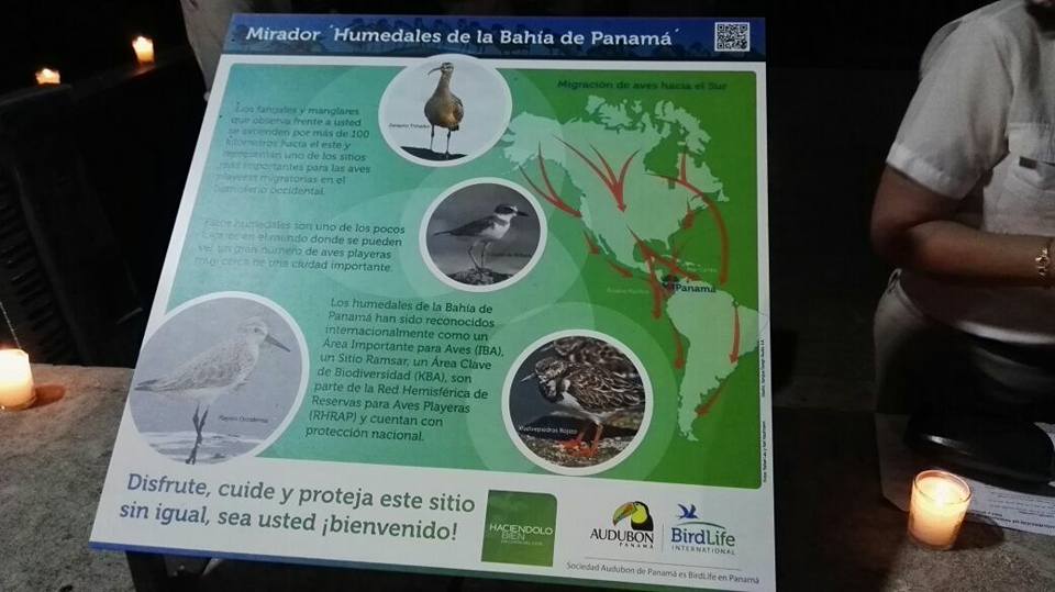 Todos los años, expertos en el estudio de aves playeras de todo el continente, vienen a Panamá y visitan CDE para monitorear miles de especies que utilizan el lugar como su refugio de subsistencia y hogar.
