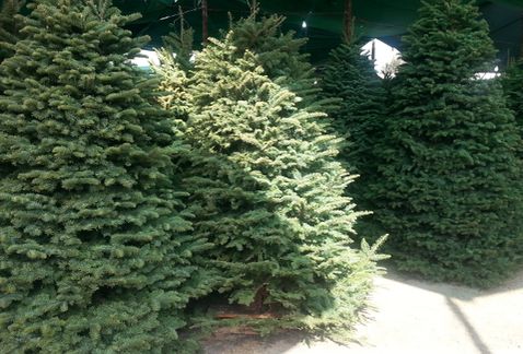 Quemar los árboles de Navidad es altamente contaminante.