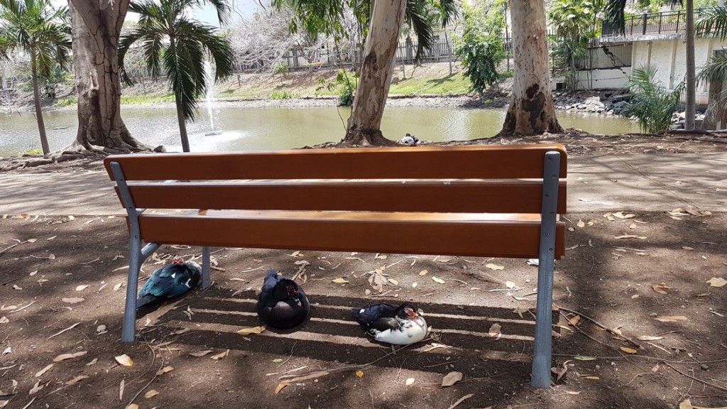 Varias bancas como esta, fueron colocadas en el parque. Ahora es mucho más cómodo alimentar a os patos, disfrutar de la naturaleza y descansar después de una caminata | Foto: Olga Urbina